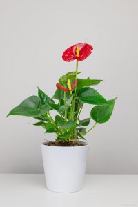 红掌可以用水养吗 可以用水养红掌吗？

红掌适合水养吗？