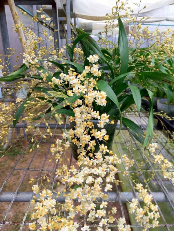 梦香兰怎么养才能开花多