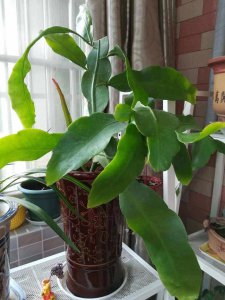 昙花冬天可以剪枝吗 昙花冬季适合修剪吗？