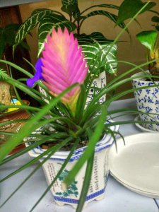 孕妇可以养铁兰花吗 孕妇可以种植铁兰花吗？