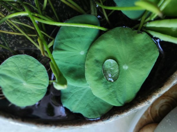 菜莲怎么养才能开花多