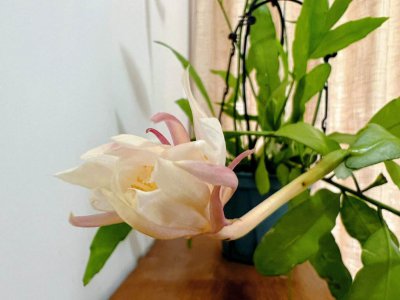 小叶昙花怎么养才能开花多 如何让小叶昙花多开花