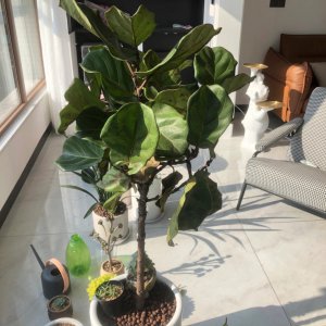 琴叶榕怎么养才能开花多 琴叶榕如何护理能开更多花