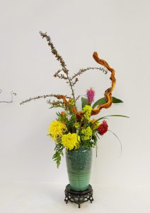 菊花可以插枝吗 菊花能不能插枝？
菊花适合插枝吗？