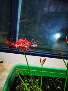 石蒜怎么养才能开花多 石蒜如何才能开花更多