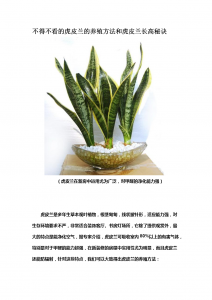 虎皮兰怎么养才能开花多 虎皮兰如何才能多开花