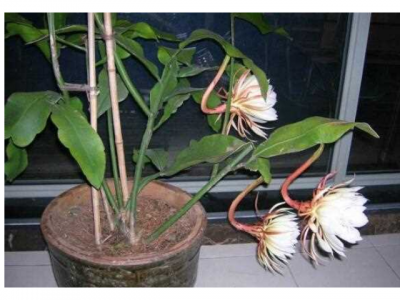 昙花可以插枝吗 昙花能够生根吗？