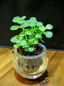碰碰香可以用水养吗 碰碰香是否适合水养？
