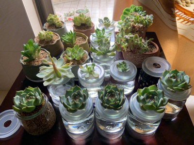 多肉可以用水养吗 多肉植物适合水培吗？