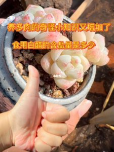 白醋兑水可以浇多肉吗 白醋稀释后适合浇多肉吗？