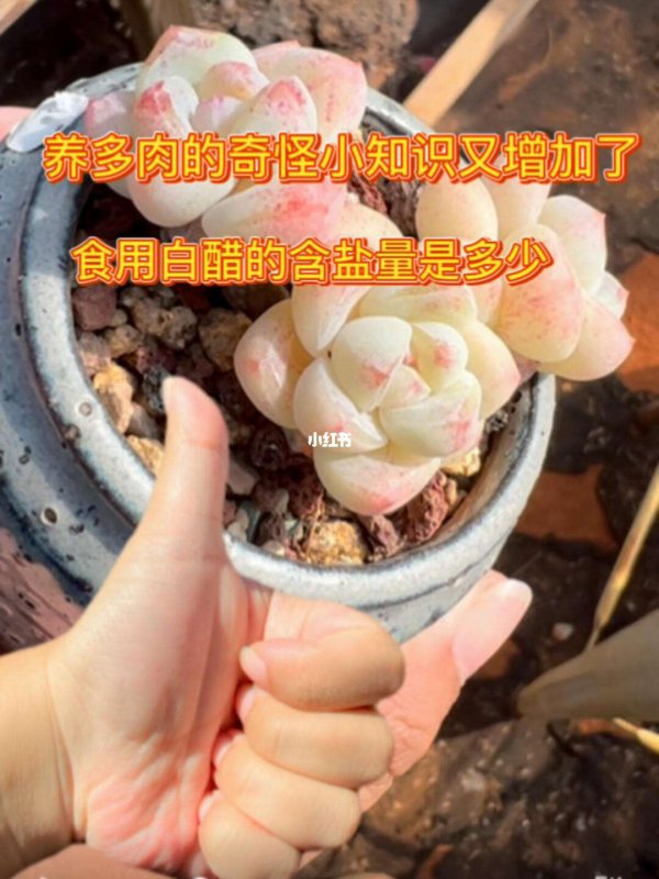 白醋兑水可以浇多肉吗