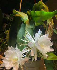 昙花怕晒太阳吗 昙花是不是怕阳光？