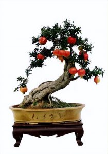 石榴盆栽用深盆还是浅盆好 石榴盆栽适合种植在深盆还是浅盆？