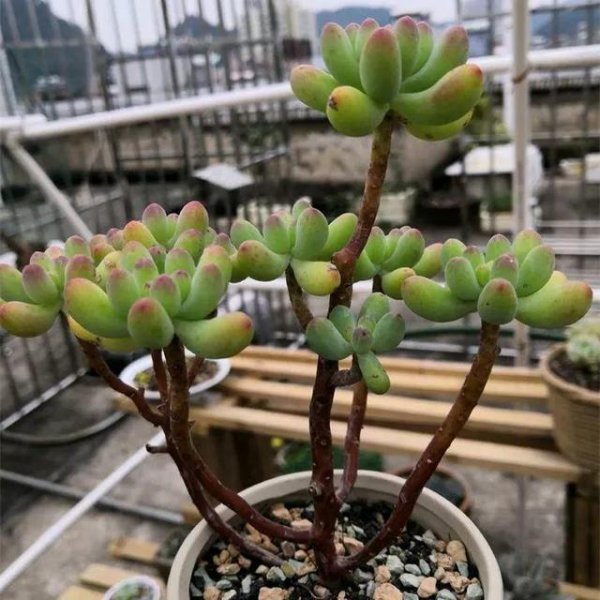 多肉植物怕晒太阳吗