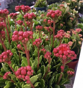 湖南冬季适合养什么花 湖南冬季适宜种植的花种