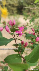 （X-J）冬天适合养什么花 （X-J）冬季适合种植哪些花卉