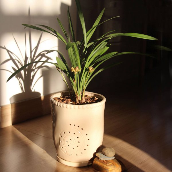高腰花盆适合养什么花