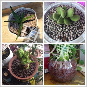 陶粒球可以种花吗 陶粒球适合种植花吗？