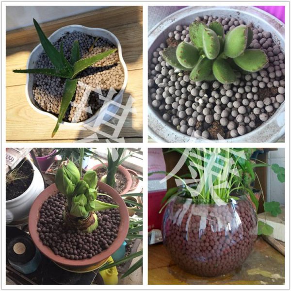 陶粒球可以种花吗