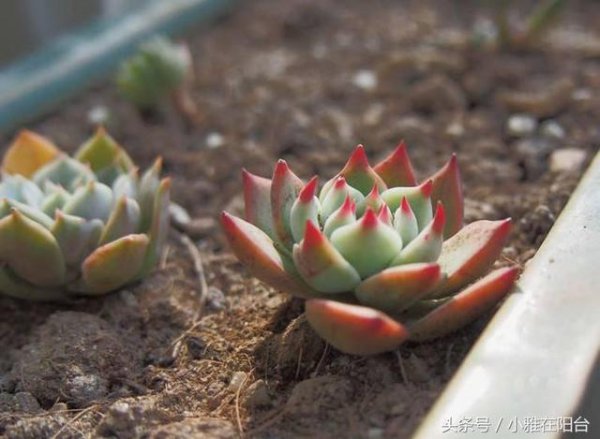 煤渣土适合养什么花