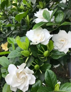 栀子花怕冷还是怕热 栀子花更怕冷还是怕热？