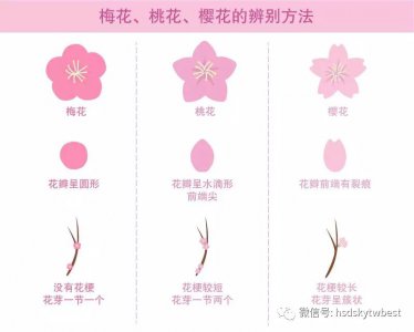?；ㄊ窍瓤ê蟪ひ堵??；ㄏ瓤ɑ故窍瘸ひ叮?/></i><h2>?；ㄊ窍瓤ê蟪ひ堵?樱花先开花还是先长叶？</h2><p>本文为您带来的是樱花是先开花后长叶吗的绿植花卉方面的内容，继续往下看吧！?；ㄊ窍瓤ê蟪ひ堵鹩；ㄊ窍瓤ê蟪ひ兜?，也是先开花后发芽的，因</p></a></li>
            <li><a href=