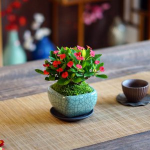 电脑桌上适合养什么花 电脑桌上适合摆放哪些花卉
