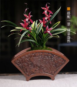 扇形花盆适合养什么花 扇形花盆适合栽种哪些花卉