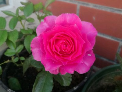 双子座适合养什么花 双子座适合栽培哪种花？