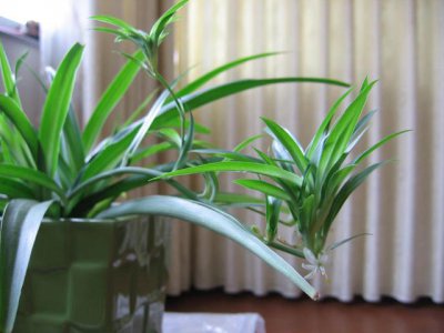 新房适合养什么花 新居适合种植哪些花卉？