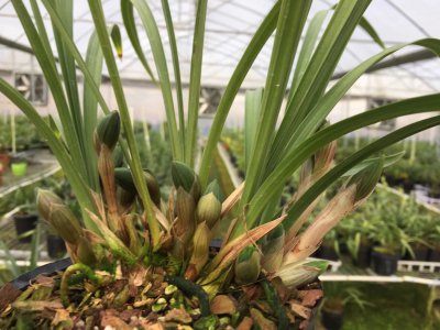 松树皮适合养什么花 适合种植哪些花在松树皮上？