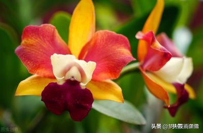 白羊座适合养什么花 白羊座适合种什么花