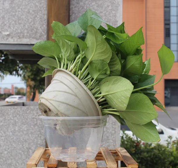 自吸水盆适合养什么花