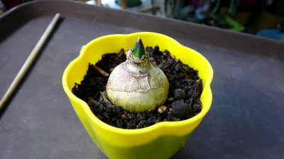 风信子可以用土养吗 风信子适合土壤养护吗？