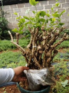 茉莉花怎么养成老桩造型 如何培养茉莉花老树造型