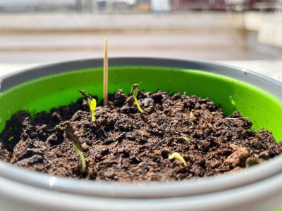 波斯菊种子多久发芽 波斯菊种子发芽时间是多久？