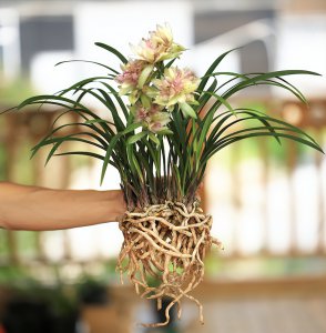 建兰花期养护方法 兰花养护时期需注意什么