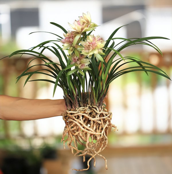 建兰花期养护方法