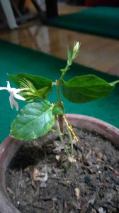 茉莉花可以插枝吗 茉莉花能不能生根插枝？