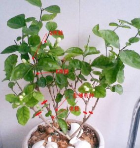 茉莉花怎么养才能开花多 怎样才能使茉莉花开得更多？