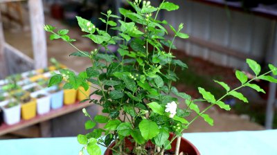 刚买的茉莉花怎么养护 茉莉花的养护技巧
茉莉花的护理方法