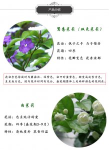 茉莉花是喜阳还是喜阴 茉莉花适合阳光还是阴凉？