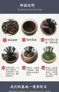 建兰什么时候分盆最合适 什么时候是分盆建兰最佳时机？