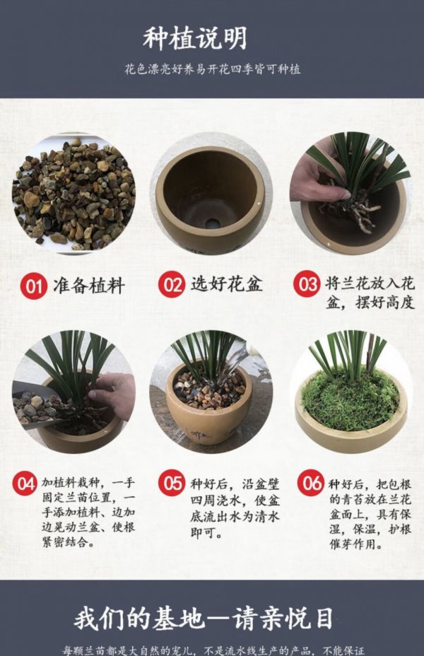 建兰什么时候分盆最合适