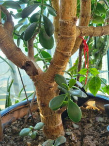 玉树怎么养才能开花多 如何才能让玉树开出更多的花？