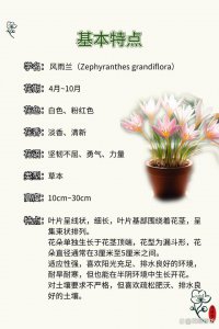 风雨兰花怎么养才能开花多 如何养护风雨兰花以促进多花开放？