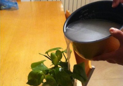 淘米水可以浇桂花树吗 桂花树适合用淘米水浇灌吗？
