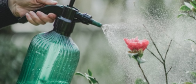 维生素c可以浇花吗 维生素C能否用来给植物浇水？