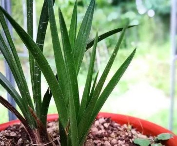 多菌灵可以浇兰花吗 多菌灵适合兰花使用吗？