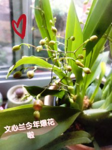 跳舞兰怎么养才能开花多 如何才能让跳舞兰开出更多的花？